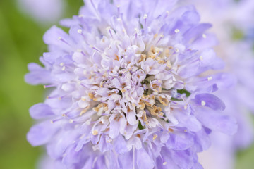 Closeup of romantic soft purple pin cushion flower head, pastel colors