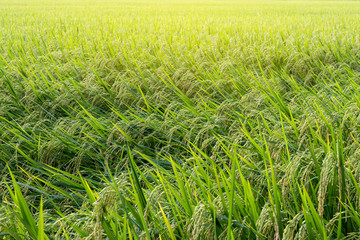 Close up of green paddy evening.