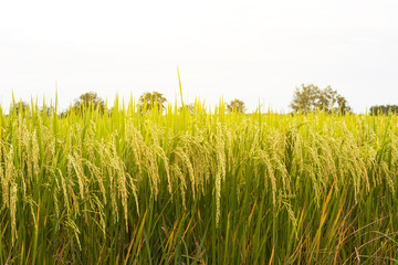 Close-up view low rice field.