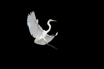 Bird flying on black background (Great Egret)