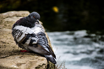 Pigeon