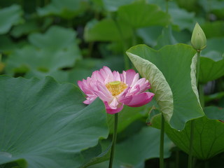 Obraz premium 연꽃, lotus , flower.