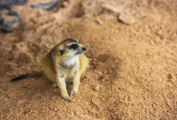 Meerkat sitting on a log.Meerkat animals.
