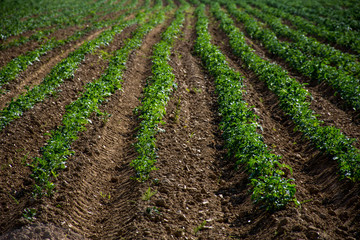 Fototapeta na wymiar Rows of freshly planted potatoes