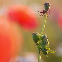 grasshopper at a faded poppy flower