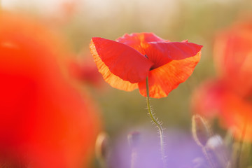 poppy flowers in a poppy field