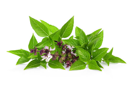 Pile of Fresh sweet basil or Thai basil and flower isolated on white background.