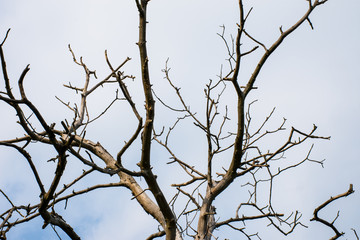 Fototapeta na wymiar Tree branch texture