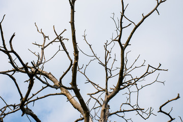 Tree branch texture