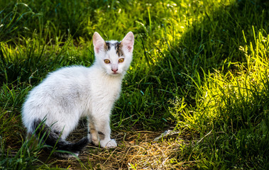 Naklejka na ściany i meble Curious little white cat with orange eyes in grass