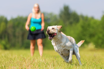 woman plays with a dog on the meadow