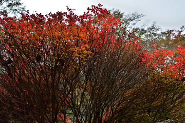 色づいた公園の植え込み(2016年11月)
