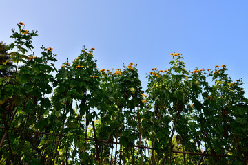 皇帝ヒマワリと青空(2016年11月)