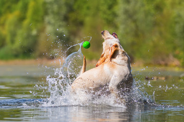 labrador dog snaps for a ball