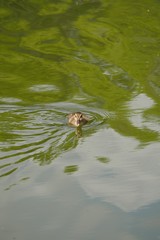 duck in a pond