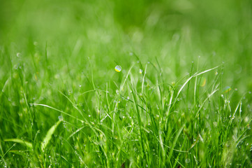 Morning grass macro background