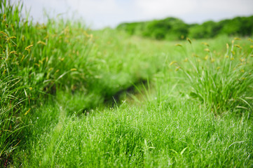 Obraz na płótnie Canvas Morning grass lawn background