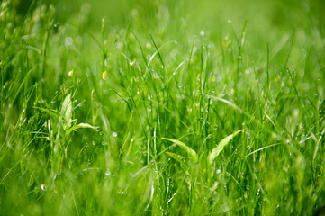 Morning grass macro background