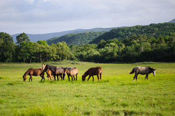 Naklejka na ściany i meble A horses in a field near the mountain