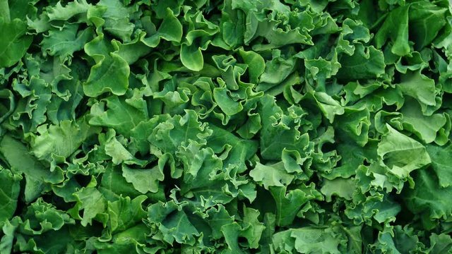 Fresh Kale Vegetable Rotating