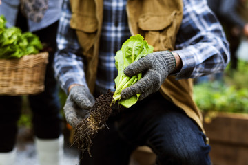 Senior adult couple picking vegetable from backyard garden