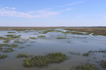 Marshes of Glynn, Jekyll Island, Georgia