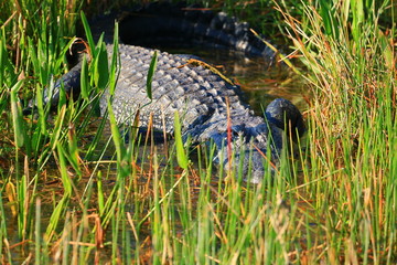 alligator