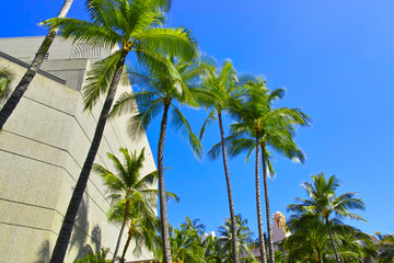 Fototapeta na wymiar ハワイ　椰子の木のある町並み