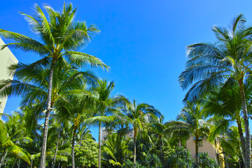Fototapeta na wymiar ハワイ　椰子の木のある風景