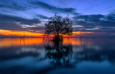 Tree by the sea with the beautiful morning sun.