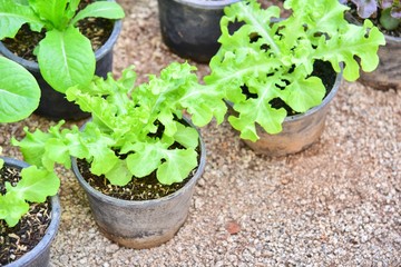 Organic Baby Lettuce in Black Pots