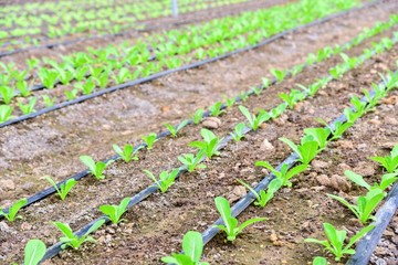Baby Vegetables Growing in an Organic Farm