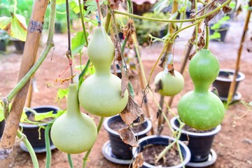 Close-Up View of Calabash on a Tree