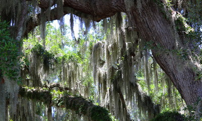 Spanish moss on a majestic oak, Jekyll Island, Georgia