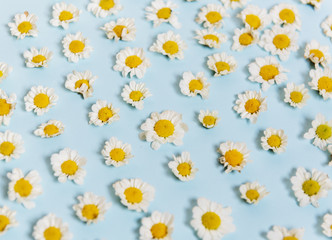 Obraz premium White Daisy Flowers on Blue Background