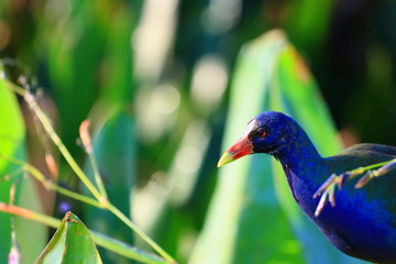 american purple gallinule
