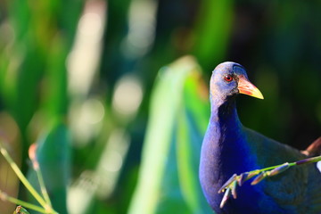 american purple gallinule
