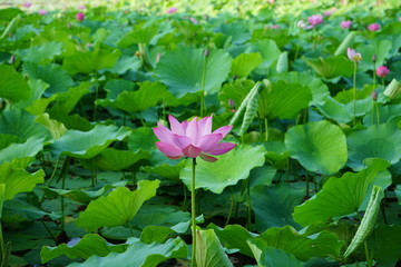 lotus and leaf