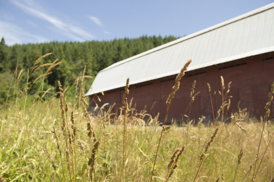 Red barn beyond a field of wheat and grasses