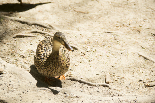 Female duck standing among dirt and roots