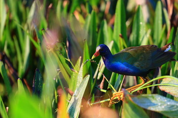 american purple gallinule