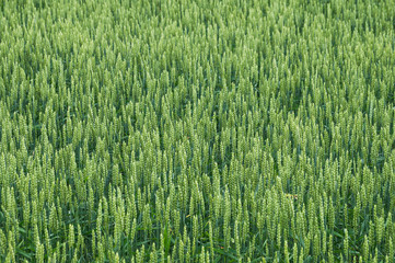 spikelets of raw bread corn in the field
