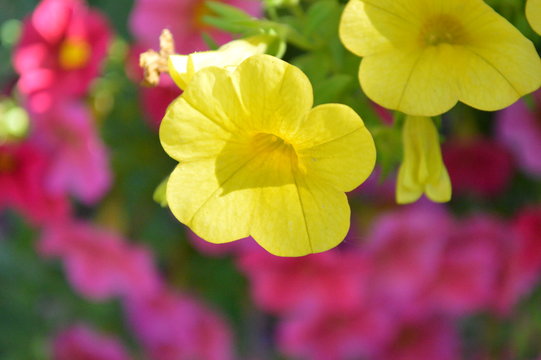 Calibrachoa Single