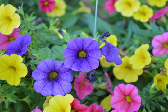 Calibrachoa Single Flower