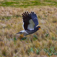 Curiquingue Ave Andina Ecuador