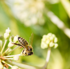 Bee collecting pollen on White flower with blurred green background photo