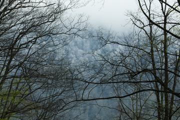 Spring, Great Smoky Mountains National Park, TN