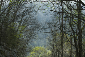 Spring, Great Smoky Mountains National Park, TN