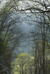 Spring, Great Smoky Mountains National Park, TN