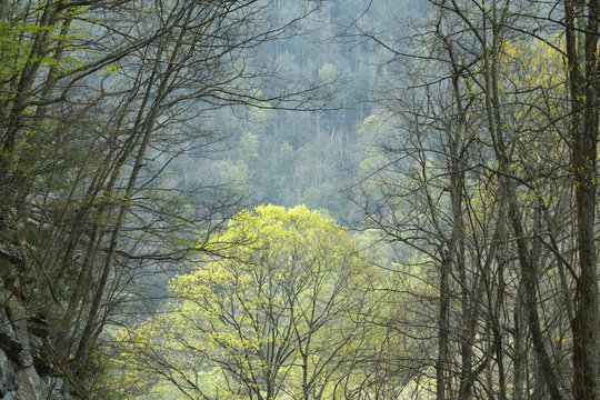 Spring, Great Smoky Mountains National Park, TN